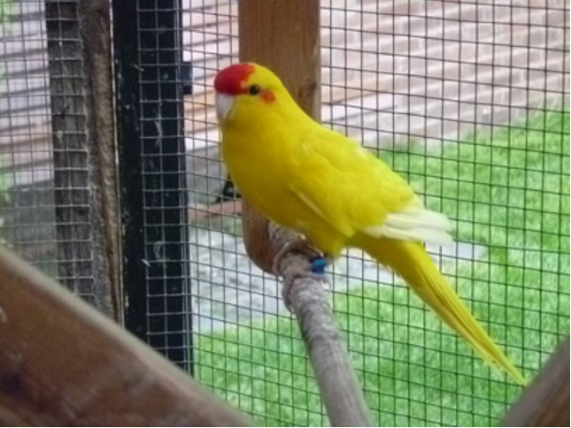 yellow-kakariki-small-parrot-parakeet-563f592d7fa5e